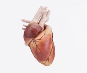 النوبة القلبية وعوامل الخطورة